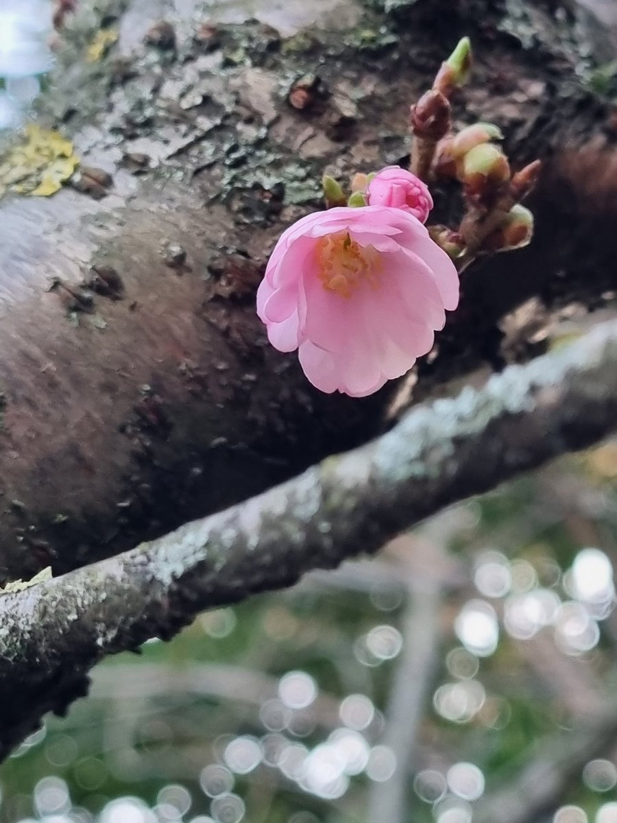 #cerisierjaponais #cherryblossom instagram.com/feyd78_1_2