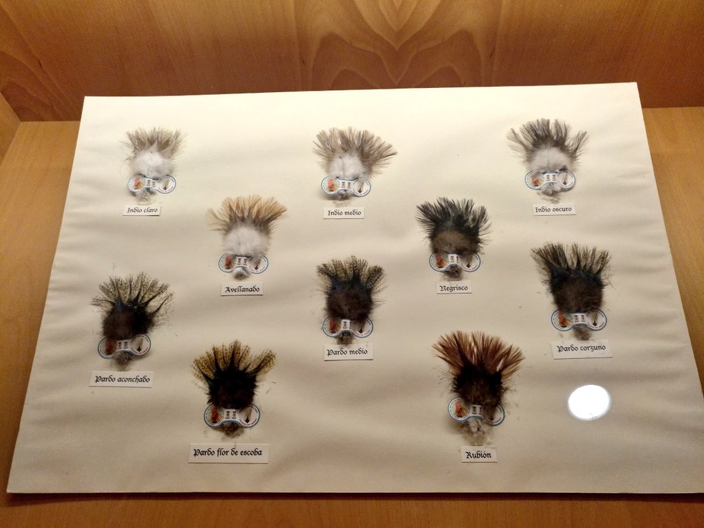 SaraGB_23's tweet photo. 🐓 Museo del Gallo, a través de la iniciativa de 'Museos Vivos'.
#LaVecilla #leonesp #regiónleonesa https://t.co/gpBnhZMyoM