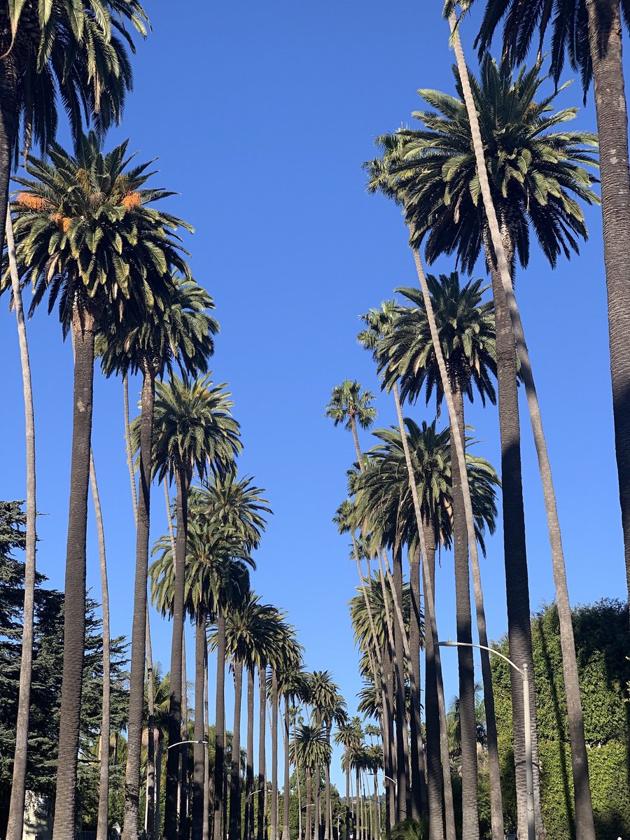 ABisi123's tweet photo. Would love to go back to LA. Had so much fun when I went in December. Palm trees. Great food. Chill vibes. #CaliDreaming https://t.co/gZgGOD0iL7