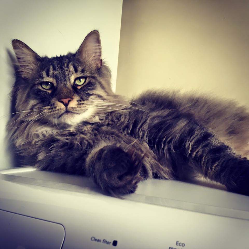 SusanCalman's tweet photo. Susan's #CatOfTheDay is Tiger.

Thank you @lunarainenorge for sharing this pic! https://t.co/QMQXJxEJRP