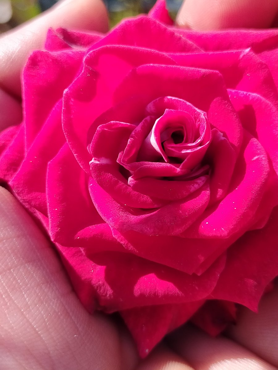dixit_suchi's tweet photo. ๐๐๐๐๐๐๐๐๐๐๐๐๐๐ฅฐ๐ฅฐ๐๐ฅฐ๐๐๐๐๐๐๐๐๐๐๐๐๐๐ sr
#naturelove #beautifulnautre #rosepicture https://t.co/TYpMzvYsQ6