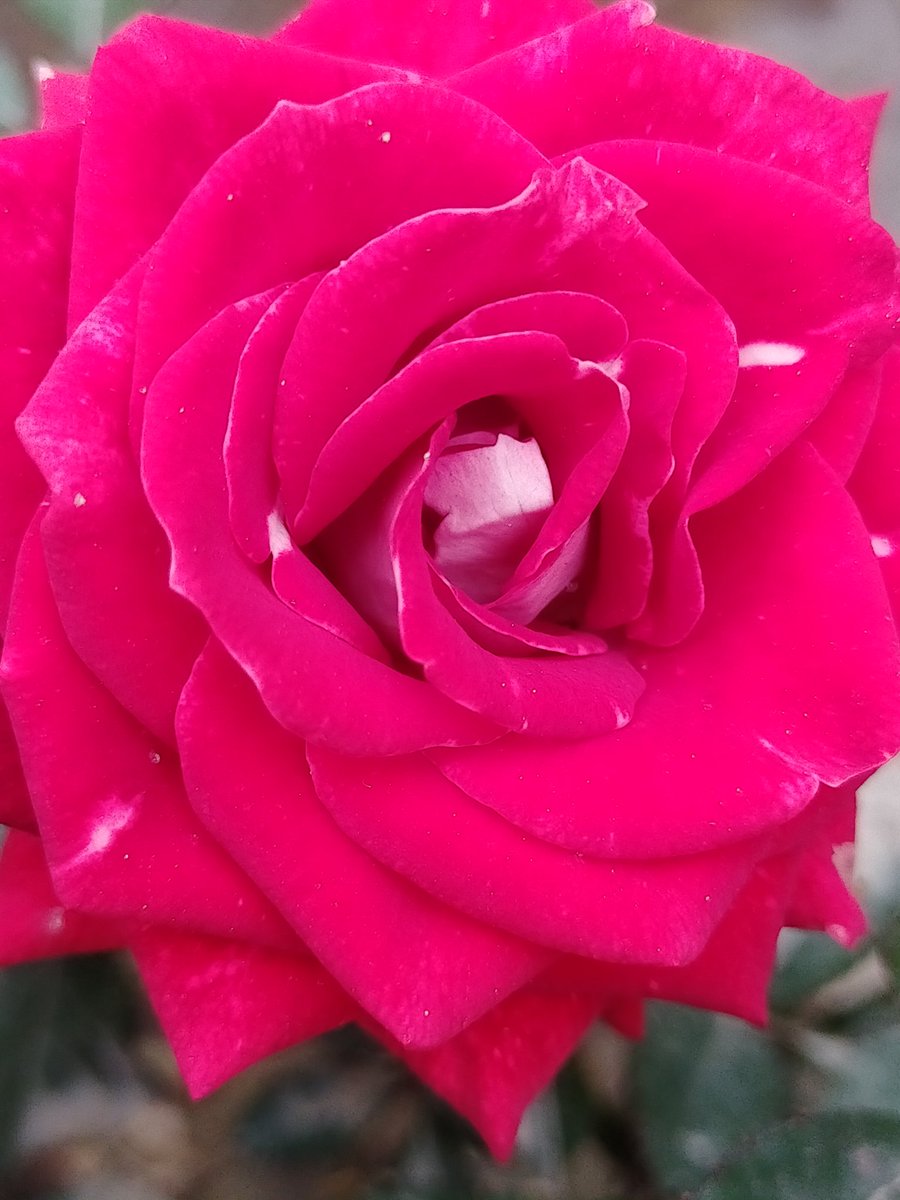 dixit_suchi's tweet photo. ๐๐๐๐๐๐๐๐๐๐๐๐๐๐ฅฐ๐ฅฐ๐๐ฅฐ๐๐๐๐๐๐๐๐๐๐๐๐๐๐ sr
#naturelove #beautifulnautre #rosepicture https://t.co/TYpMzvYsQ6