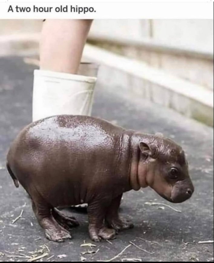 PHOEBECOHEN14's tweet image. Wow! Two hours old and already walking, ready to conquer the world!

My kid was basically a potato at two hours old. #Coddled