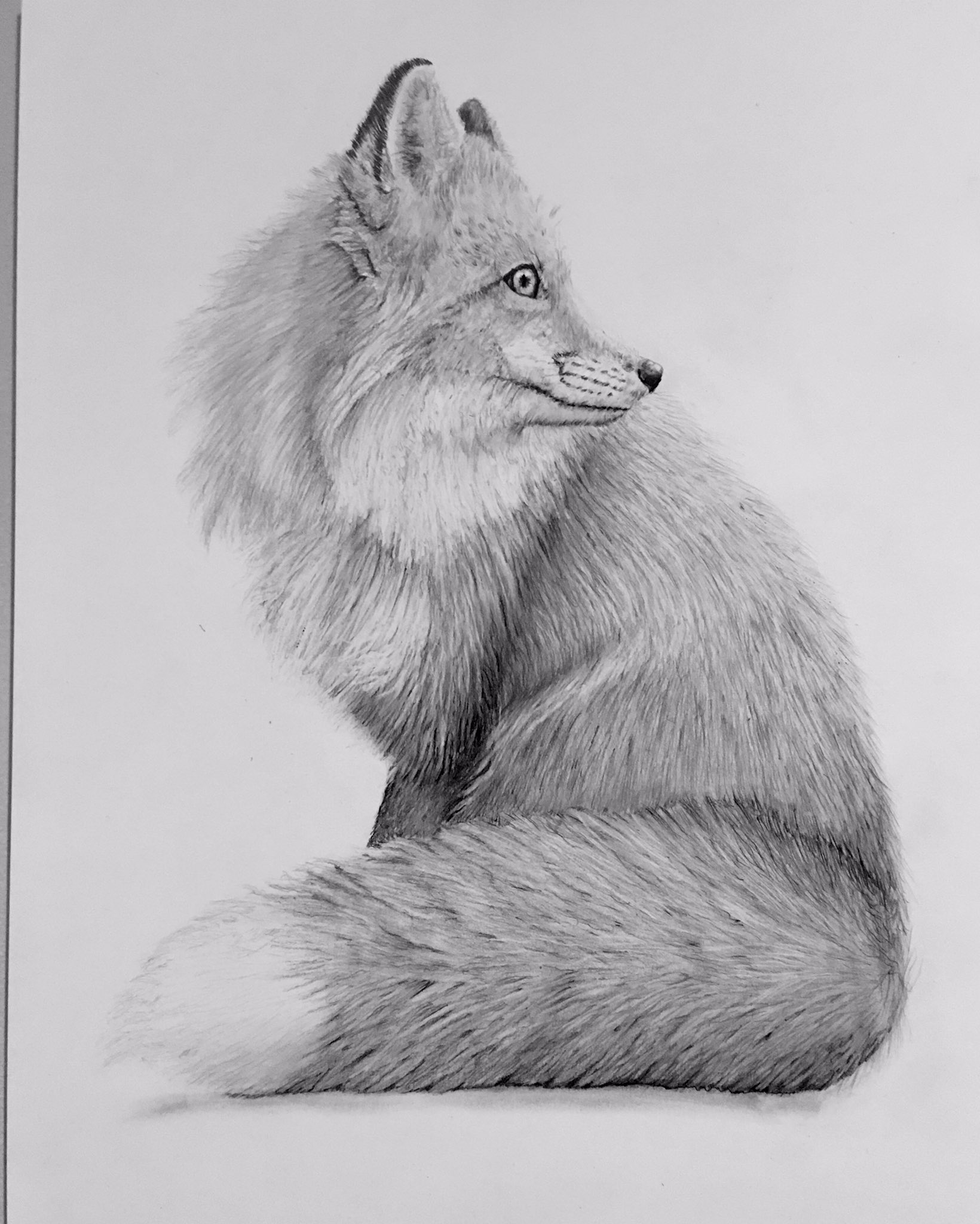 How To Draw A Realistic Fox