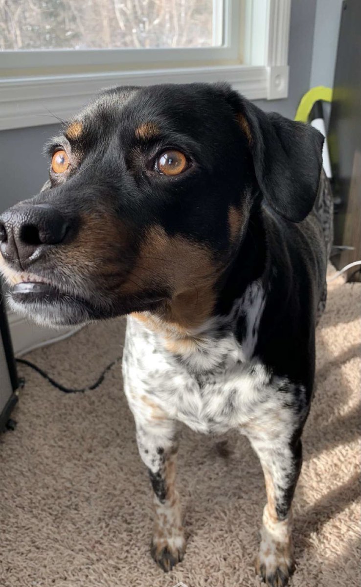 coopercoldious's tweet photo. Mom &amp; dad are on vacation. This is me asking my bro for a walk. https://t.co/Xt3a1493OQ