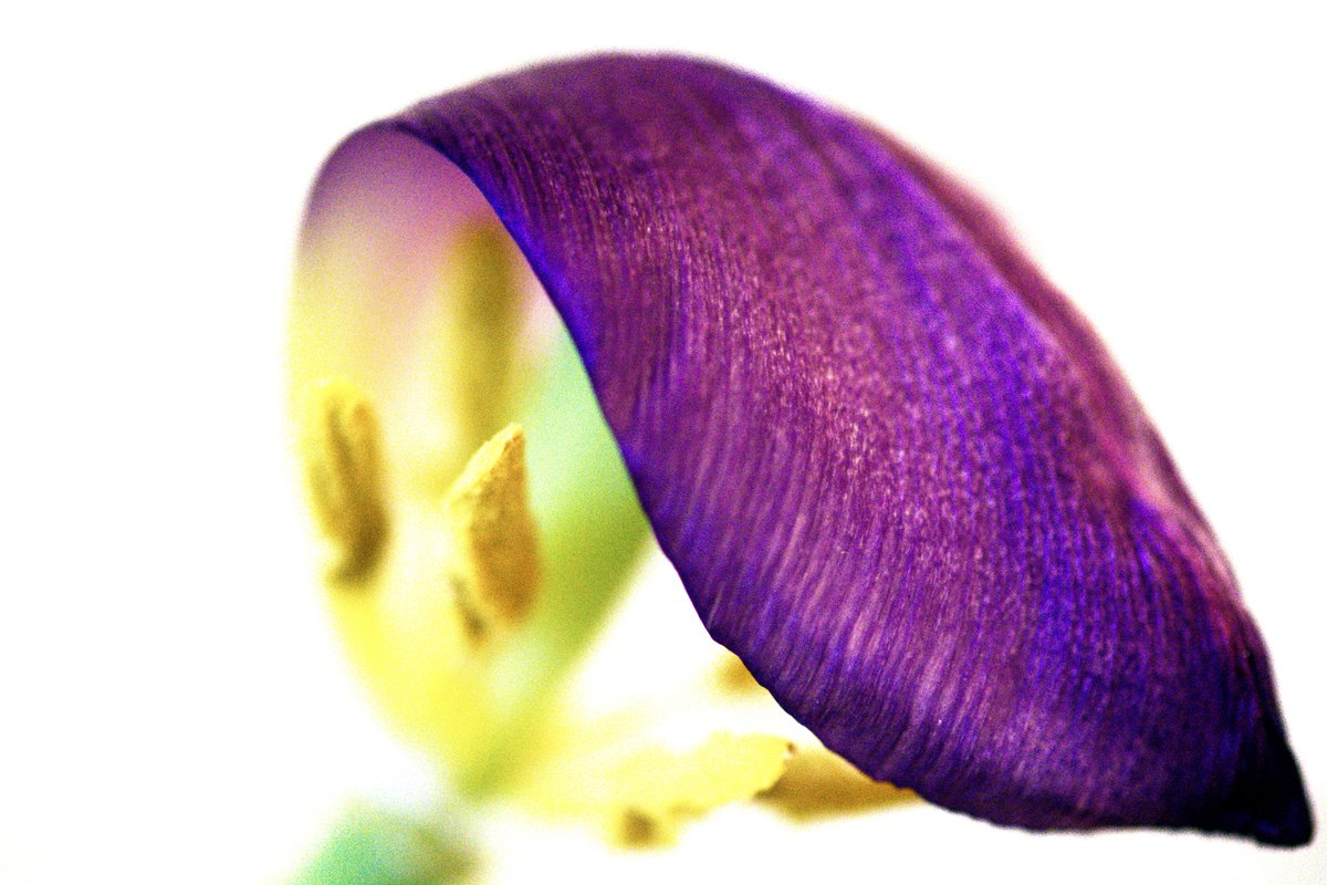 beeeze's tweet photo. It’s Crispy Time again… whoop whoop.
#tulips #springflars https://t.co/1KdguWD7Zc