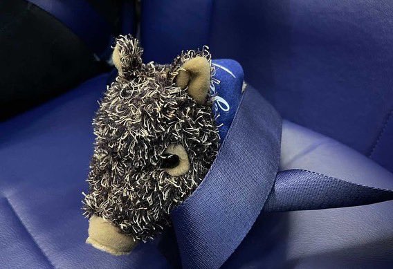 JavelinaNation's tweet photo. Porky accompanying our @CABTAMUK members to Kansas City this morning. Also meeting our sister school @tamuc on the way! 🐗💙💛 

#JavelinaNation #TAMUK #JsUp #javelinas https://t.co/wv8a1UmOan