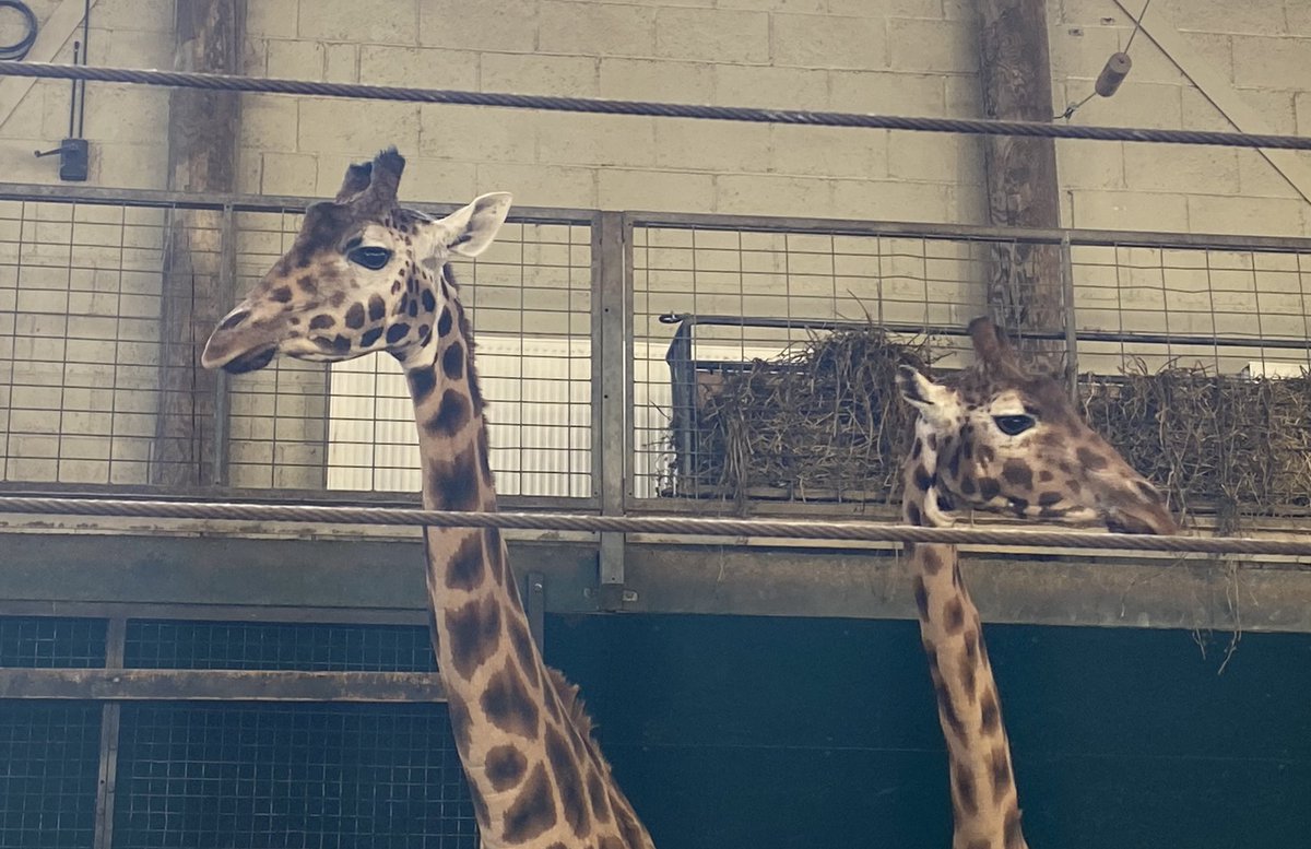 Fruit-loopz tweet media