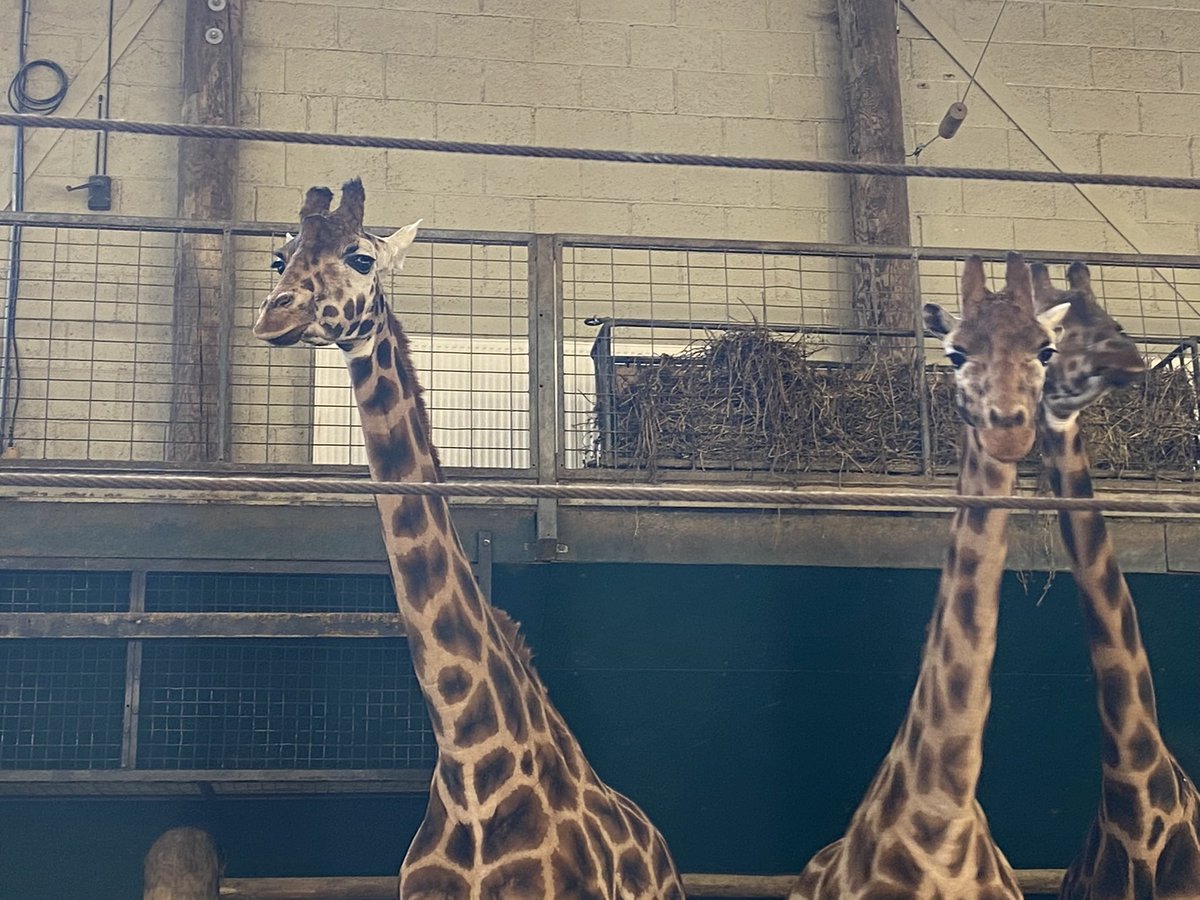 Fruit-loopz tweet media