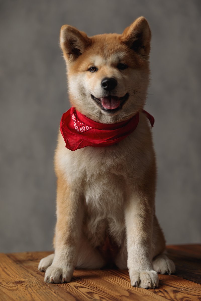 Capitalist🧢 (@capitalistog) on Twitter photo We noticed the #PuppyBowl is missing a true Most Valuable Player on its 2022 roster.
Our #Akita player can sub on #TeamFluff or #TeamRuff with superior training from our friend <a href="/brubrubruno5/">Bruno</a>
<a href="/AnimalPlanet/">Animal Planet</a> or <a href="/discoveryplus/">discovery+</a> shoot us a DM to talk crypto signing bonus We noticed the #PuppyBowl is missing a true Most Valuable Player on its 2022 roster.
Our #Akita player can sub on #TeamFluff or #TeamRuff with superior training from our friend <a href="/brubrubruno5/">Bruno</a>
<a href="/AnimalPlanet/">Animal Planet</a> or <a href="/discoveryplus/">discovery+</a> shoot us a DM to talk crypto signing bonus
