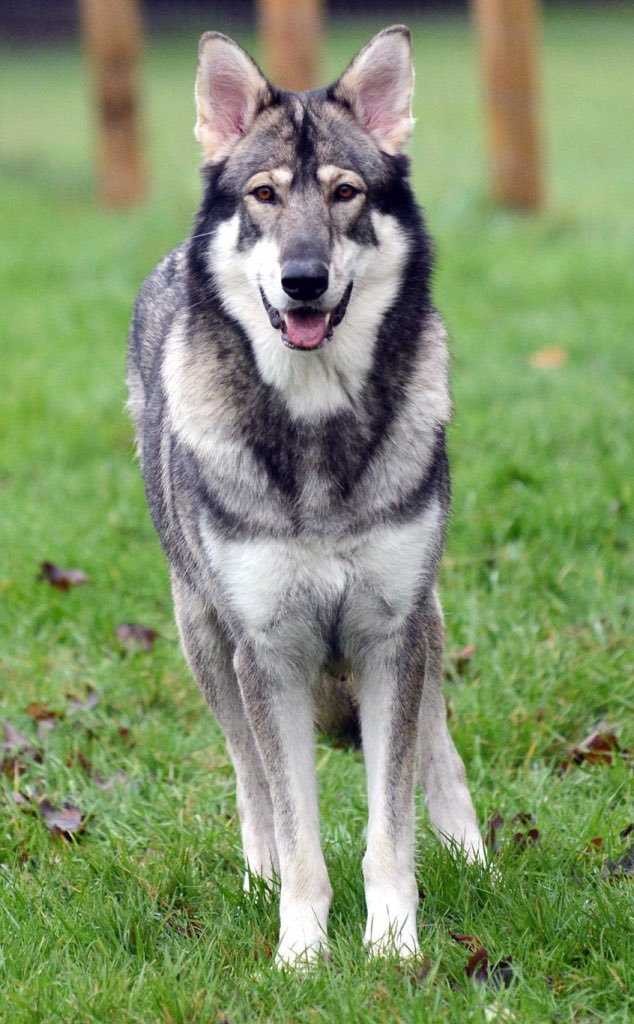 TheAsmProject's tweet image. @elonmusk 🛰

Somewhere far away in 🇨🇦 Canada live cute Canadian Inu pesics. One of the rarest dog breeds in the world. Today, there are less than one thousand individuals.
#CADINU project aims to support this breed and other animals on the verge of extinction.
We need you attn🙏