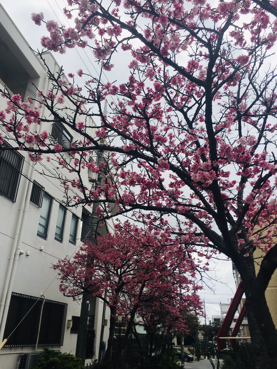 ツワブキ310 Ephraimutah63 Twitter