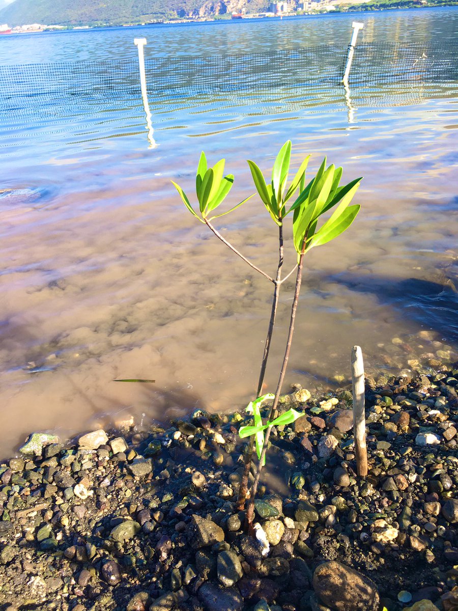 Went volunteering today.

#savetheenvironment 
#mangroveplanting