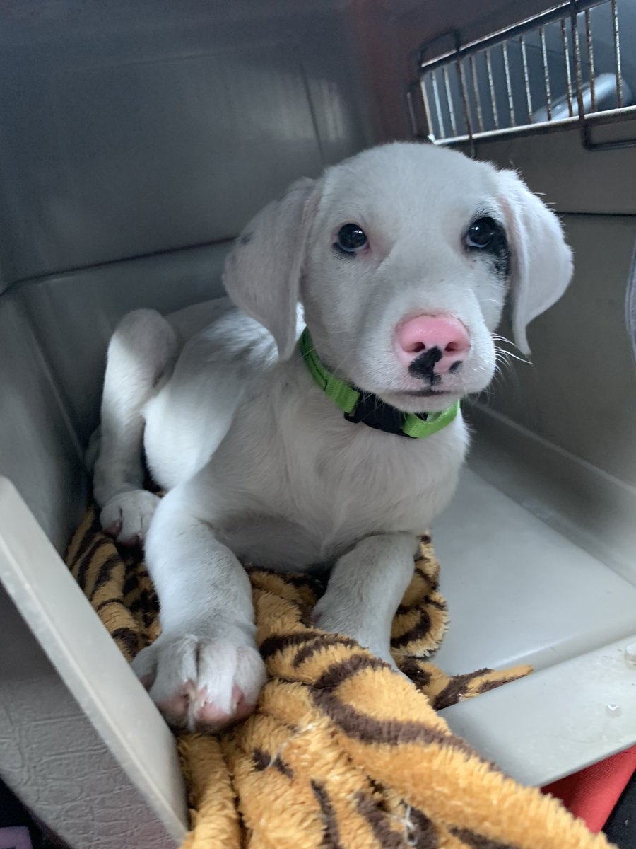 FundacionTomy's tweet photo. La dejaron plantada para su adopción!! Mulan info 5552527231 https://t.co/cjCg8PfgcQ