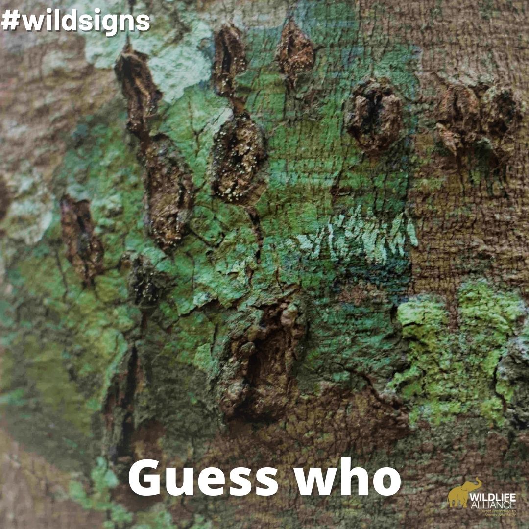 WildlifeRescue's tweet photo. Take the #wildsigns challenge: which animal made this mark?
#citizenscience #sundaymood #cuteanimals #photochallenge #unselfie #protect #wildlife #seewildlife #lovewildlife #wildlifetourism #endangered #rainforest #forest #conservation #conservationoptimism #wildlifealliance https://t.co/htkrLx89pk