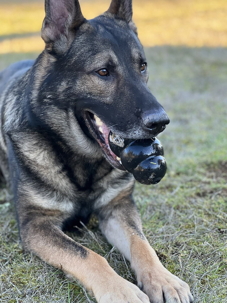 Kong is life!! Last post didn’t have a photo 😂 

RT so they see this!! <a href="/KONGCompany/">KONG Company</a> 

#kong #kongcompany #toy #k9arlo #k9unit #policek9 #sheriffk9 #retired #trending