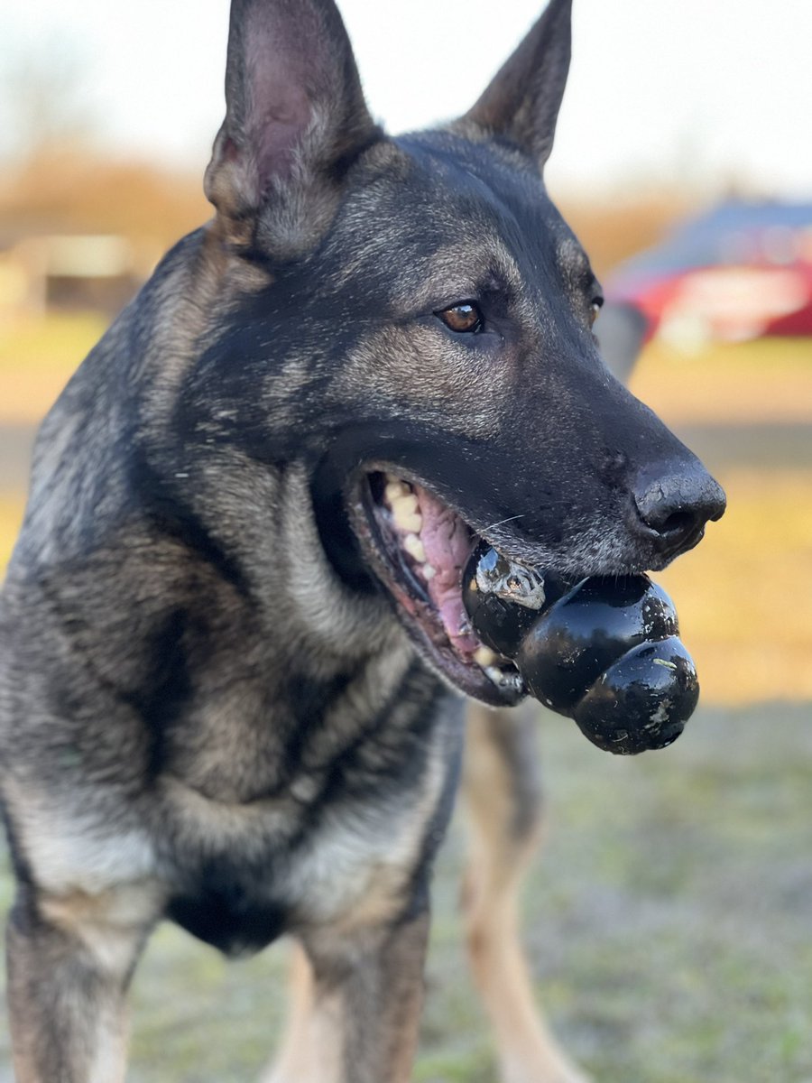 K9Arlo's tweet photo. Kong is life!! Last post didn’t have a photo 😂 

RT so they see this!! @KONGCompany 

#kong #kongcompany #toy #k9arlo #k9unit #policek9 #sheriffk9 #retired #trending https://t.co/hcITgBk44R