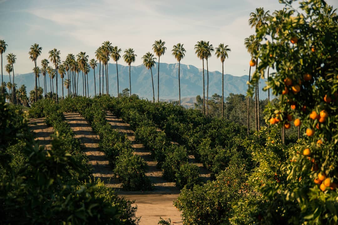 riversidecagov's tweet photo. What a sweet shot of California Citrus State Historic Park. #ILoveRiverside 🍊

📸: @jacobmedlerphotography https://t.co/jD7TkPYGaF