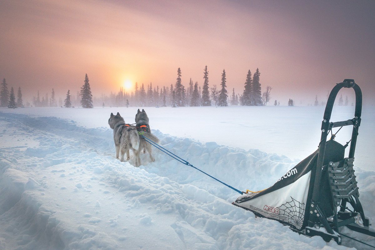 hikdography's tweet photo. ...bald wieder
#schweden #forografieren #mushing #abschalten https://t.co/8PhiQElCFs