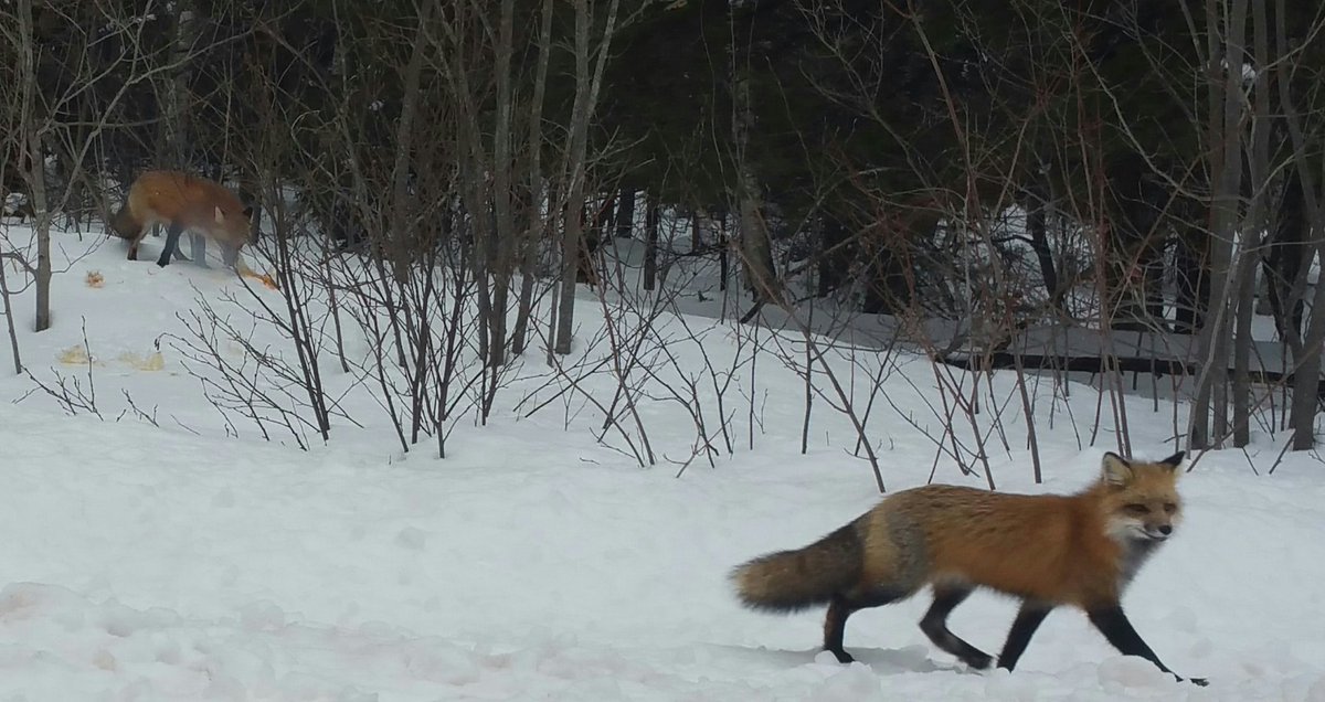 TheRustyIRiS's tweet photo. Refoxing here, for the poorly cropped picture below. The foxes keep running off too fast to capture, with mine or the neighbours chickens.
#Outfoxed #Foxes #nature #Wildlife #Fox #Vixen #NaturePhotography https://t.co/d3y0dmqb4F