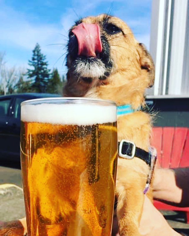 It’s a great day for patio beers, right <a href="/Sagan34/">Sagan</a>? ❤️🍻🐕👍🏻 #OregonCity #MadeInOC #CoinTossBrewing #SupportYourLocalBrewery