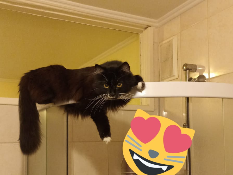 vikija_i's tweet photo. Un kādās "visērtākajās" vietās atpūšas jūsu kaķis? 😹 https://t.co/7IiI3Kyhhc