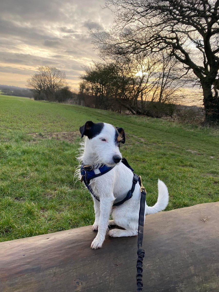 The small and mighty Gus 🐾 #teamterrier #teamtailrunners