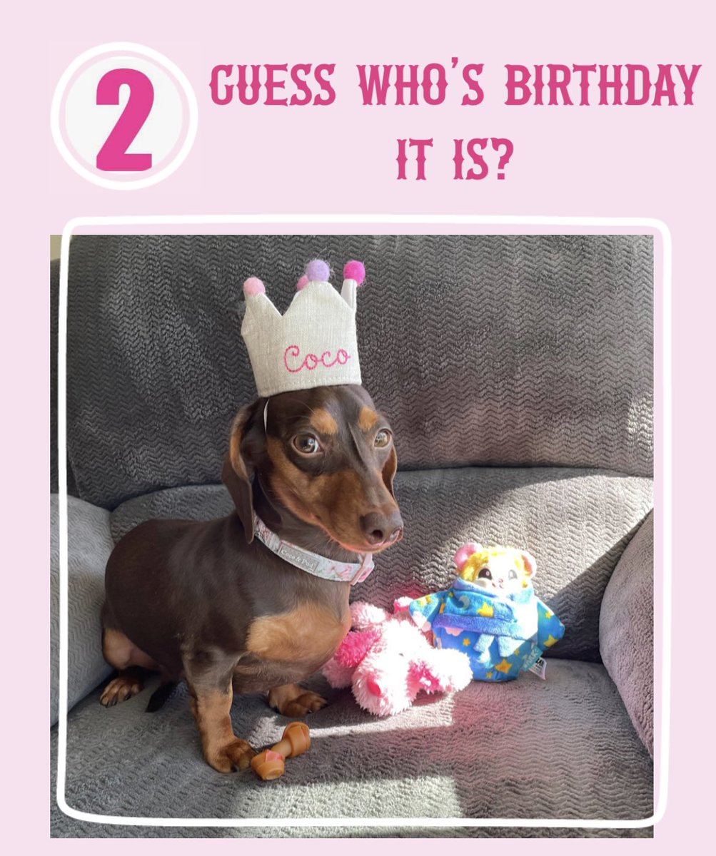 RaisinboyJelly's tweet photo. #Coco is a birthday 🥳 girl today 🎉💝🎂 #February https://t.co/hd0q43fHkX