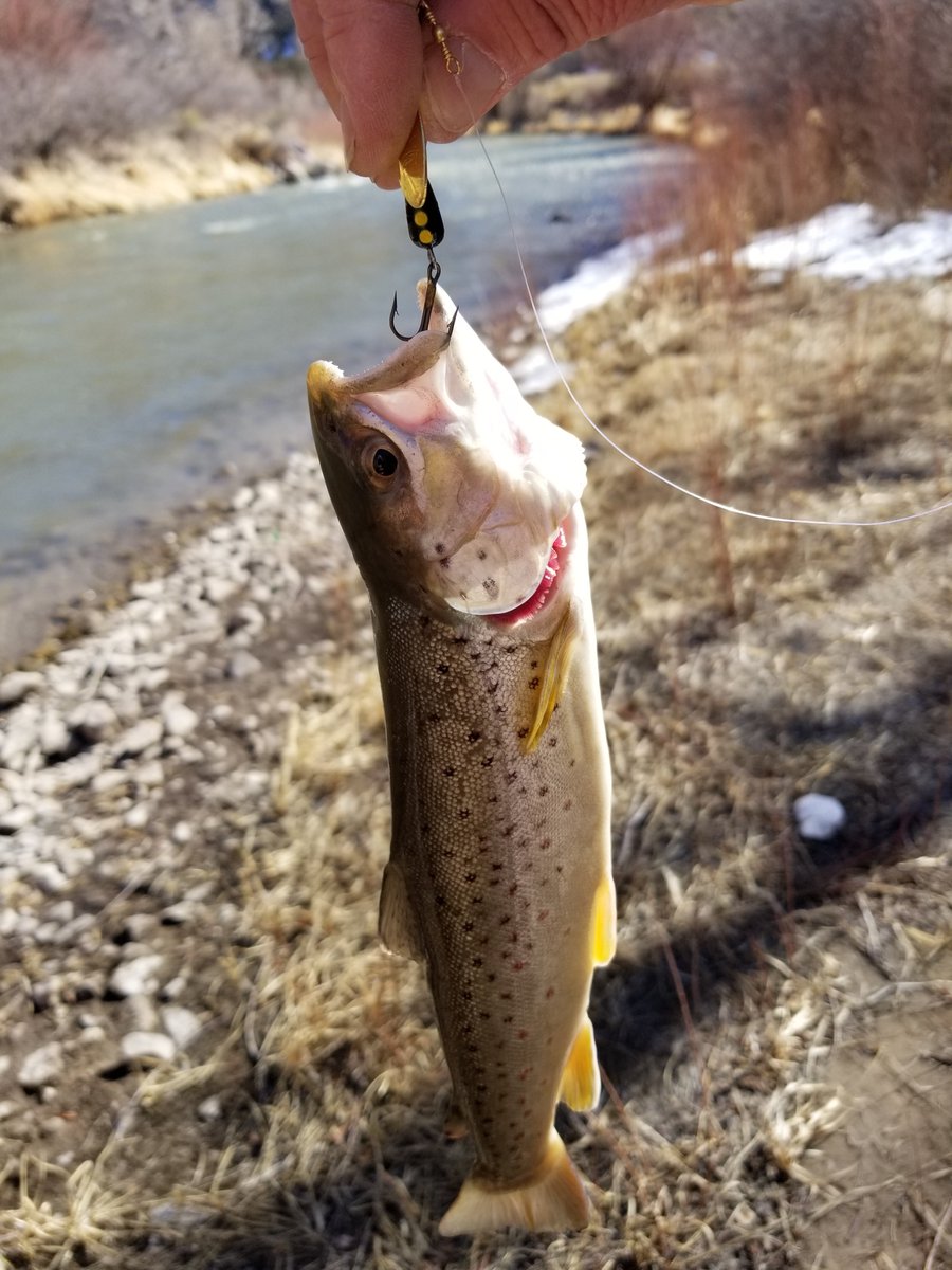 Thraxz's tweet photo. Smaller one I caught today. Both on lures. Lost my first lure, broke it off.  Had four or five bites, caught two.

#germanbrowns #thraxzfishing #troutslayer #lures #fishinglife https://t.co/7nVGrh1GZB