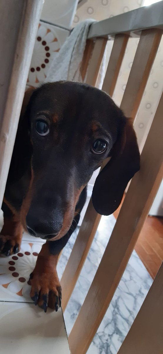 NuevaVidaAdop's tweet photo. #Madrid
MAYKI #Teckel #Perdido  en #Usera,zona Amparo Usera
Es un cachorrete de 8 meses
Ha  huido al asustarse de otro peludete
CONTACTO☎️652 131 321
#sebusca #perroperdido #perroperdidomadrid #perdidos #cachorros https://t.co/IHBviS2lkw