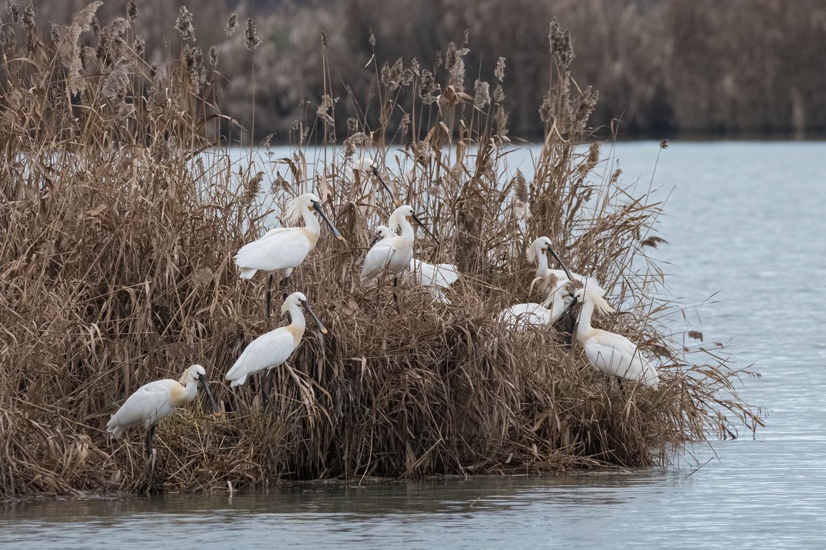poles____'s tweet photo. #oasidelquadrone #birdphotography #birdwatching #martinpescatore #spatole #marangoneminore #nikon  #nikonitalia bella giornata all’oasi del Quadrone https://t.co/OwrkaQ4cxR