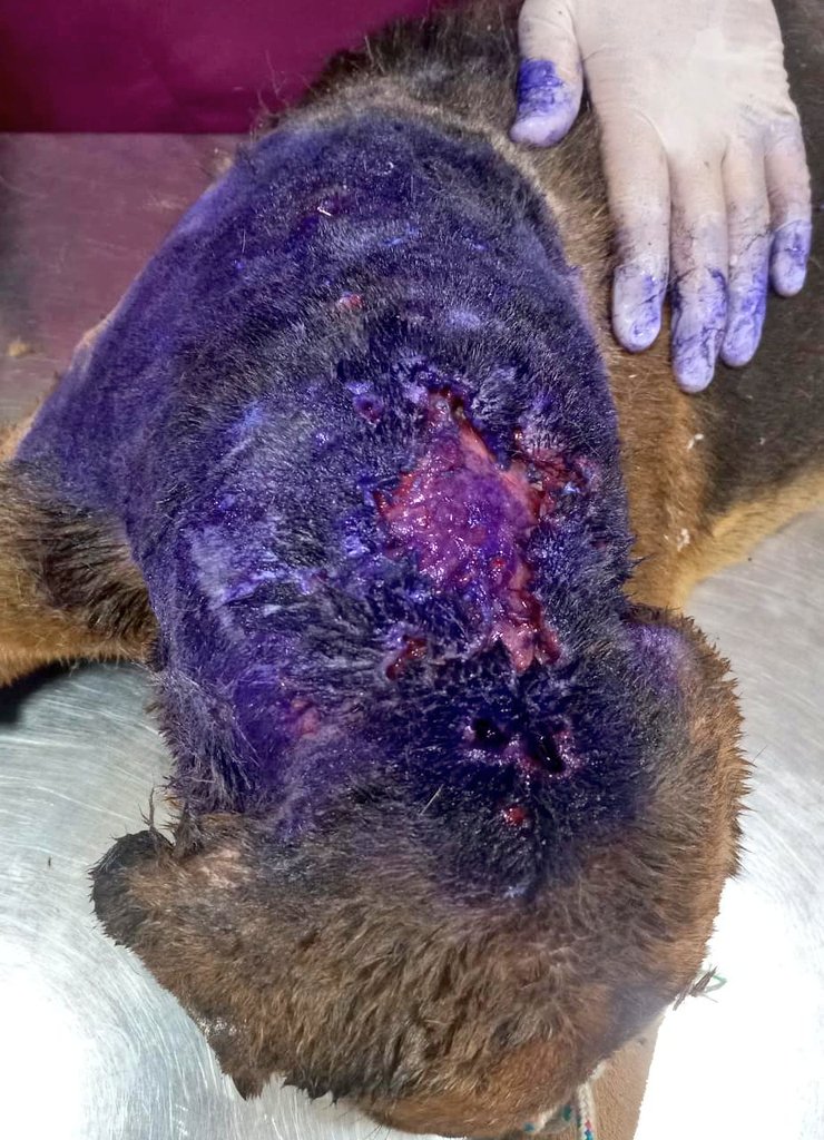 Kristian_Mella's tweet photo. VAMOS BIEN 🤗
#Golder🐶 siendo atendido en veterinaria de Rancagua, esta con herida abierta, se extraen todas las larvas de moscas, queda en observación hasta mañana para realizar su viaje a veterinaria de Santiago y continuar con su limpieza quirúrgica. Se agradece toda ayuda https://t.co/lToVzurQf7