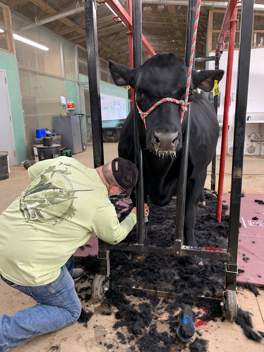 MaydeCreekFFA's tweet photo. Steers are clipped ✔️ We are ready for the show! 🐂 https://t.co/y6CxVyrr4t