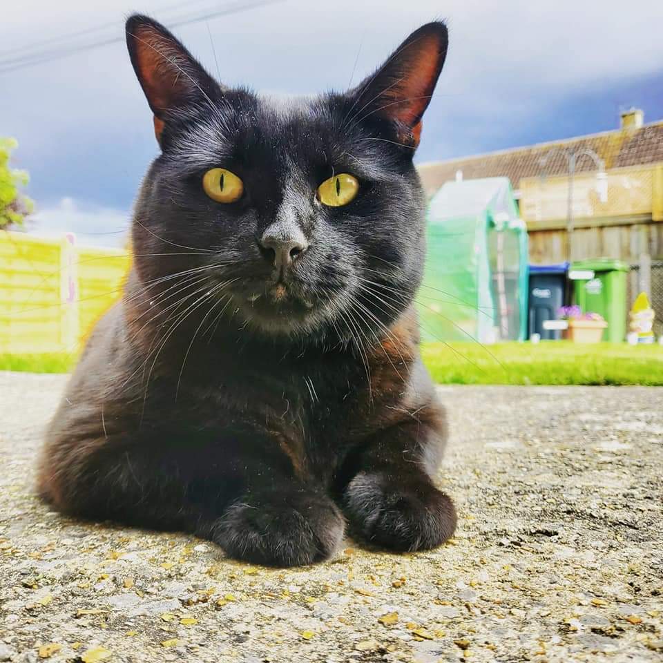 WHO LOVES ME? Black cats are beautiful. ❤️ Black cats are less likely to be adopted due to their colour. #change 

#black #blackcat #blackcats #blackcatsrule #animal #Ambassacats #AdoptDontShop #catsoftwitter #Twitter #catlife #meow #catsoftheday #pet #pets #petagram #smile