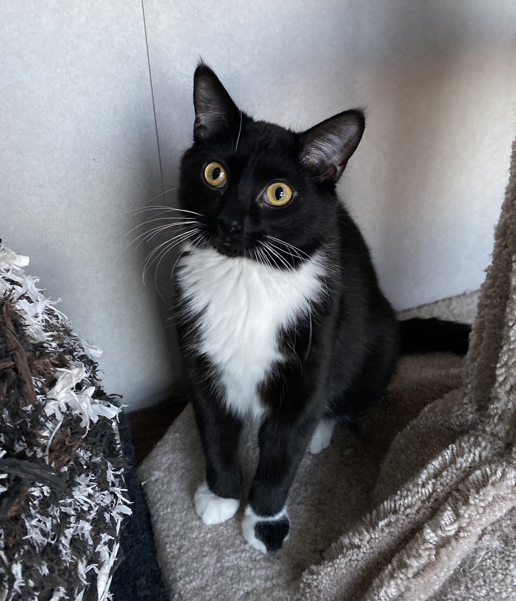 SAFEteamrescue's tweet image. Happy Caturday from adoptable kitty, Sparky!  Sparky is very excited to find his very own forever family!  This little teddy is full of love and purrs and energy and he will be a wonderful forever family member. He is 9 mo, must be adopted with one of his similarly aged SAFE Team
