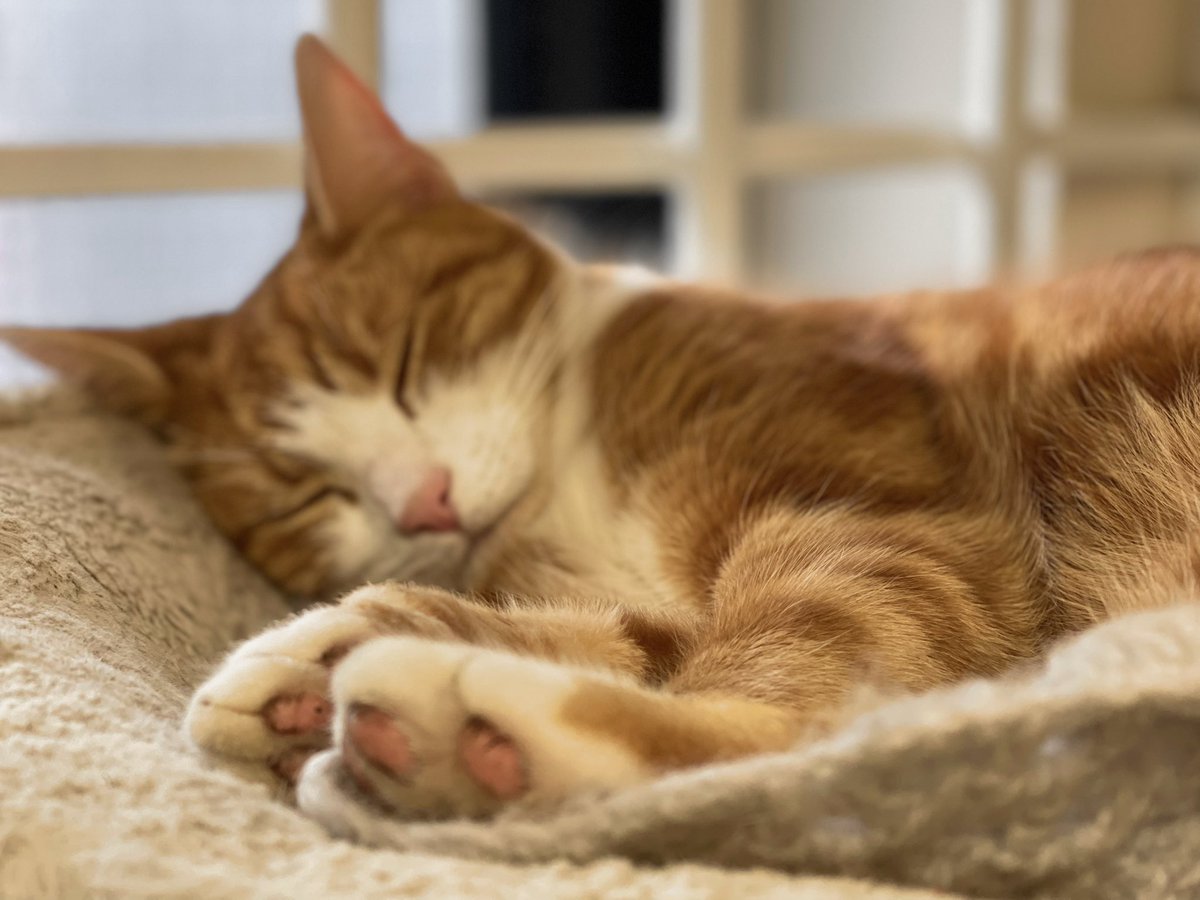 dreamies bad for cats