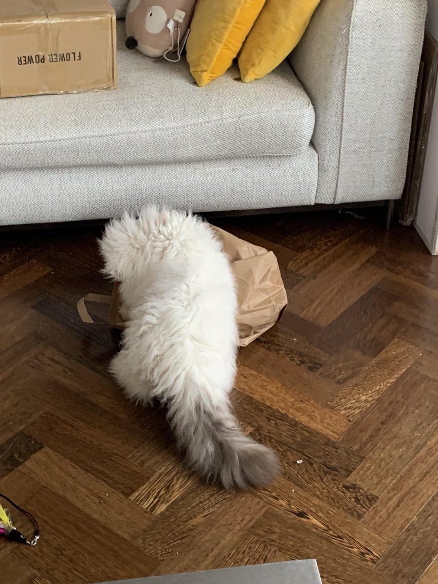 NinaCocoLonden's tweet photo. @tippzcat WAUW
Jij wint!
Mijn staart is net zo #superfloof maar niet zo lang
๐๐Londen https://t.co/vITjW13eGd
