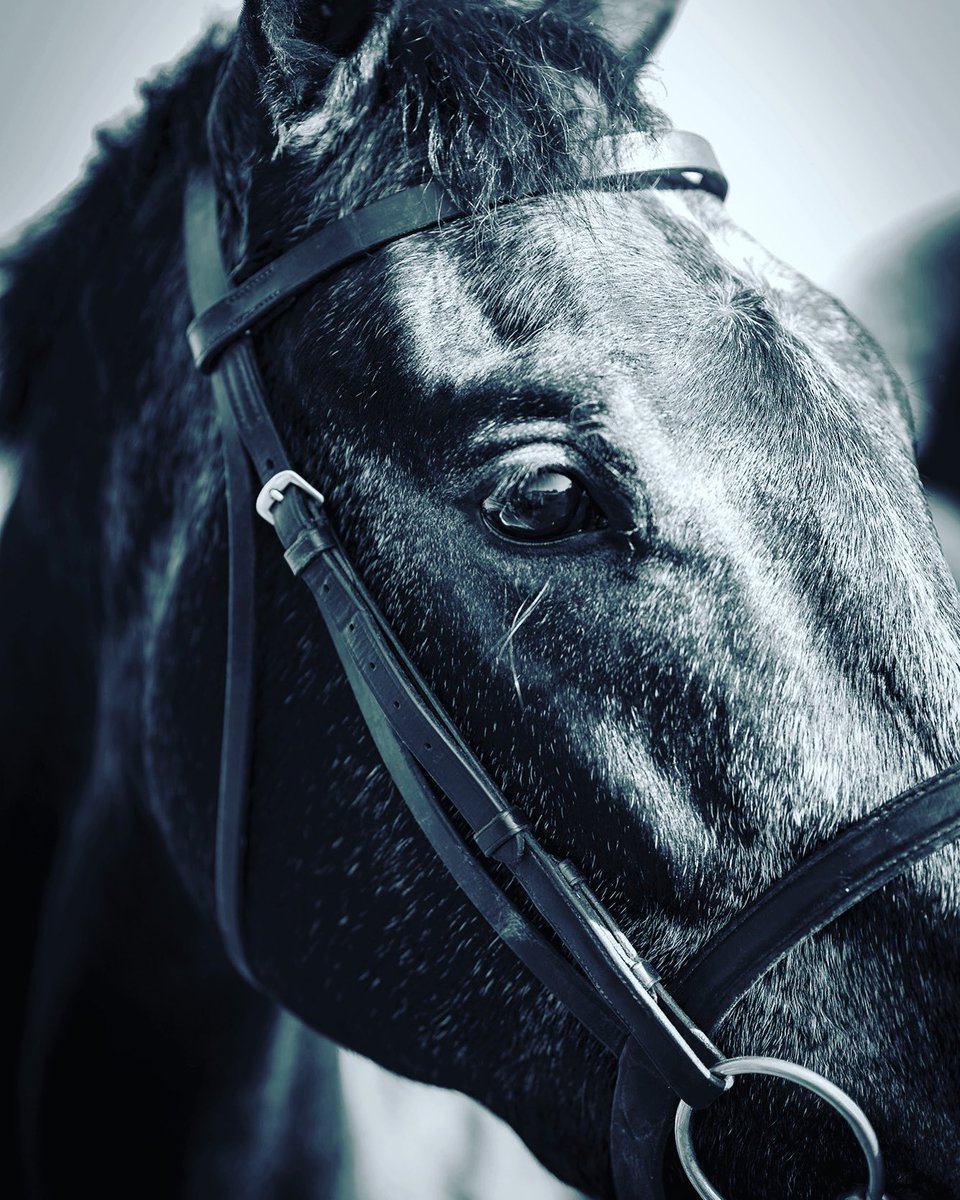 BurrowSeven entered at Wetherby on Wednesday 16th. Members please look out for discounted admission offers and the chance to be an owner for the day and join Rob in the parade ring!
If you aren’t already a member for 2022 please go to burrowseven.com
See you next week !!