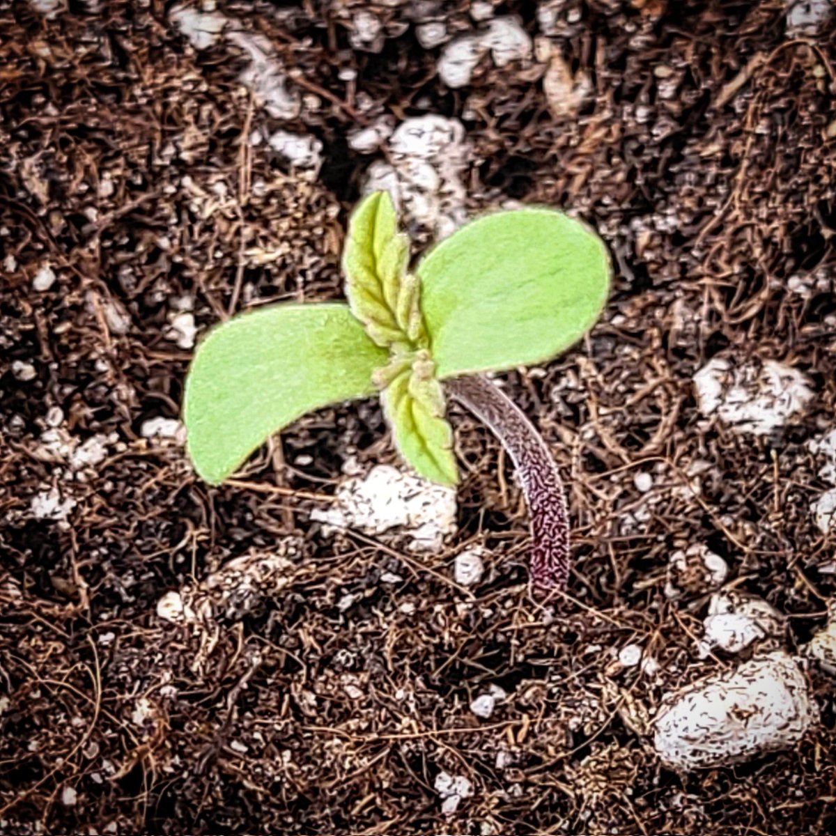 Sophie_MJ's tweet photo. Bienvenida a la Tribu pequeña🌱
#WeddingCake 🍰🧁🍥 feminizada @Zamnesia_ 💜🖤💛

#Zamnesia #wedding #cake #bienvenidabebé 
#LaSofiJardinera👩🏼‍🌾💄🔥 #pasteldeboda https://t.co/tSuPWZrGG4
