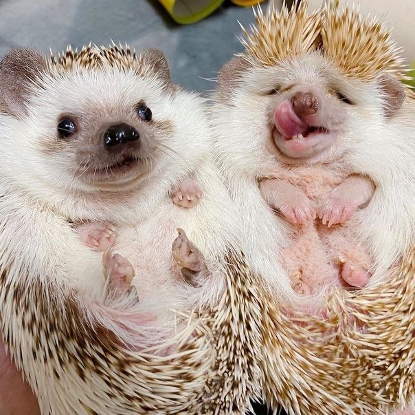 DayHedgehogs's tweet photo. https://t.co/fxNz7uOAS4