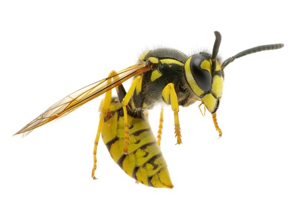 MarquesSpeaks1's tweet photo. Hey fam
I’ve encountered two of these the last few days. I think someone is trying to tell me something. Because in the mdw ntr, the hornet symbolizes majesty. As in the phrase Nst Bty. Well I’m listening.
#maat #xeper #nstbty #kingcam #nubia #kemet https://t.co/A6cOVDW6hy