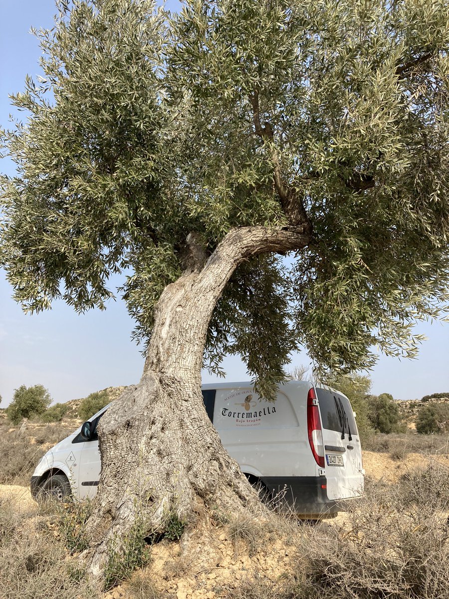 #olivoscentenarios #empeltre #empel #torremaella