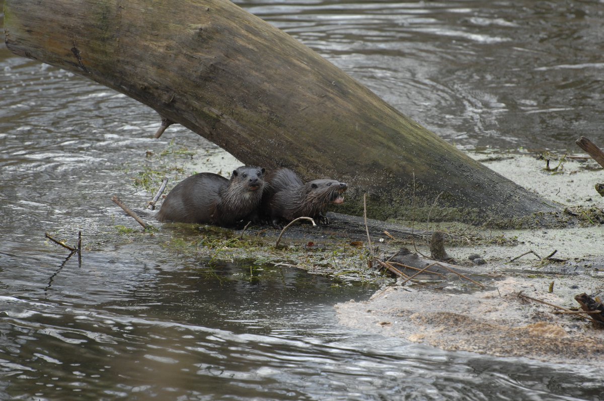 ptolmigan23's tweet photo. It'll do... #photography #awesomeotters #LittleOuse https://t.co/lNhO1WQHkj