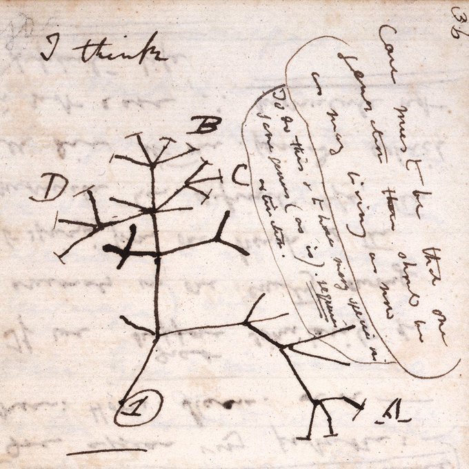 maxplanckpress's tweet photo. Happy birthday to Charles Darwin! 🎂🤗Born #OTD in 1809, Darwin's theory of #evolution by natural selection sparked a scientific revolution &amp; changed the way we think about our place in the world. #DarwinDay [The Tree of Life Sketch from Charles Darwin's Notebook B, 1837] https://t.co/ZlAEDDHJRP