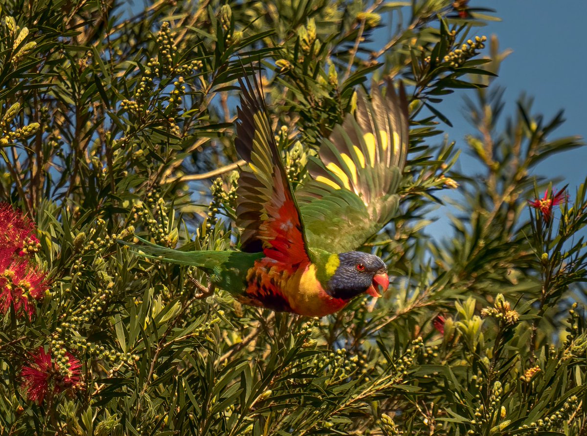 Ran_Photography's tweet photo. Yesterday was a wonderful opening for my bird photography exhibition in #Epping.  Thank you everyone for you visit. The exhibition will continue today and the rest of the week. To book your visit: https://t.co/VoWFxk37Hl

#sydney #photography #birdphotography #exhibition https://t.co/D8DVZ8PFJF