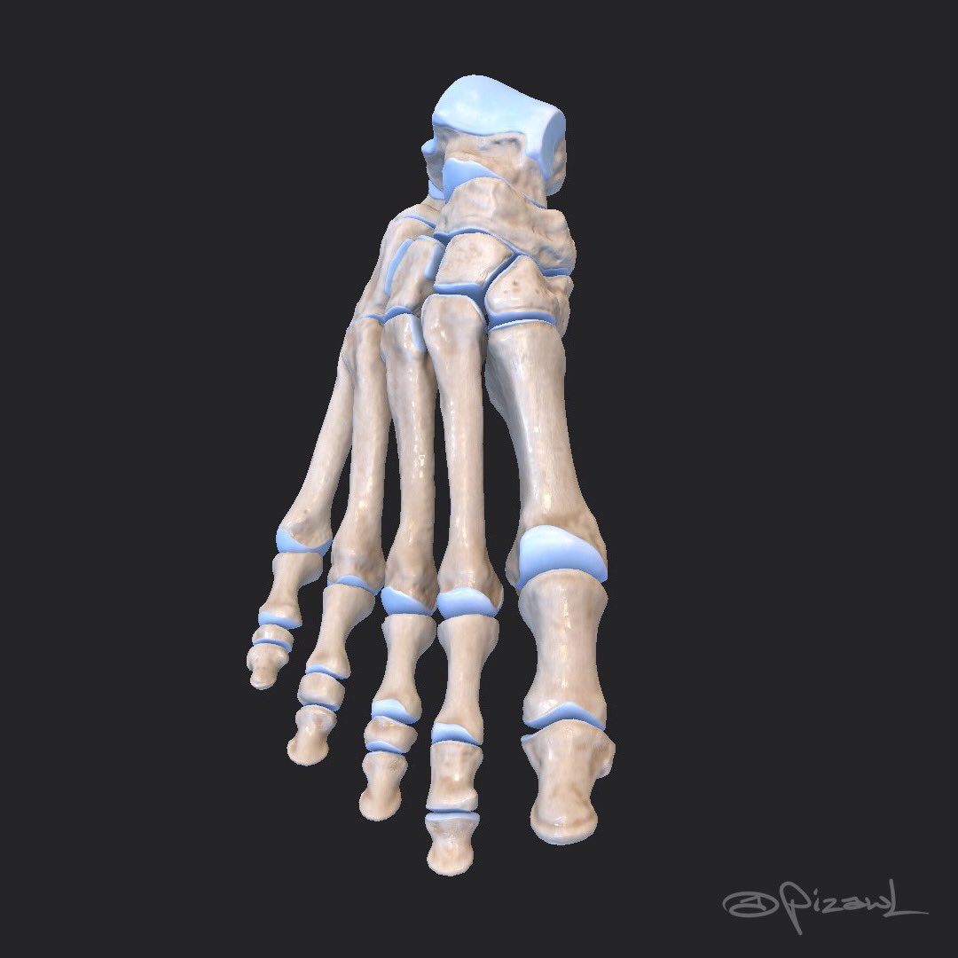 pizawL's tweet photo. Over the past month I’ve been working on this foot bone model. Grabbed a scan on Sketchfab and retopologized in ZBrush, have now Been working it up in Substance Painter.

#3Danatomy #Substance3D #3Dfootbones #ZBrush #3Dbones #footbones #3Dmodel #3Dsculpt #SubstancePainter https://t.co/vGi9JIcfMk