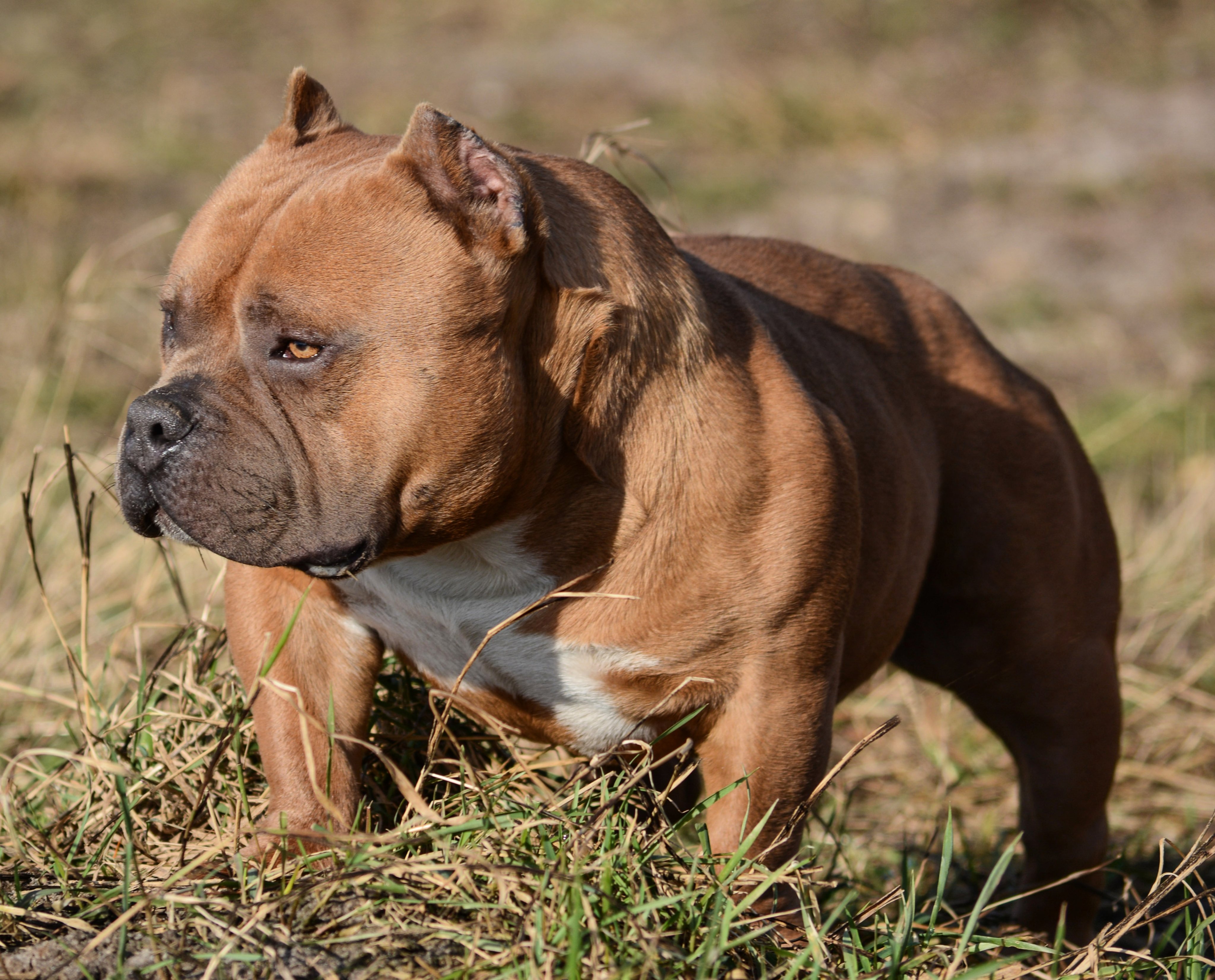 American bully on sale muscle tone