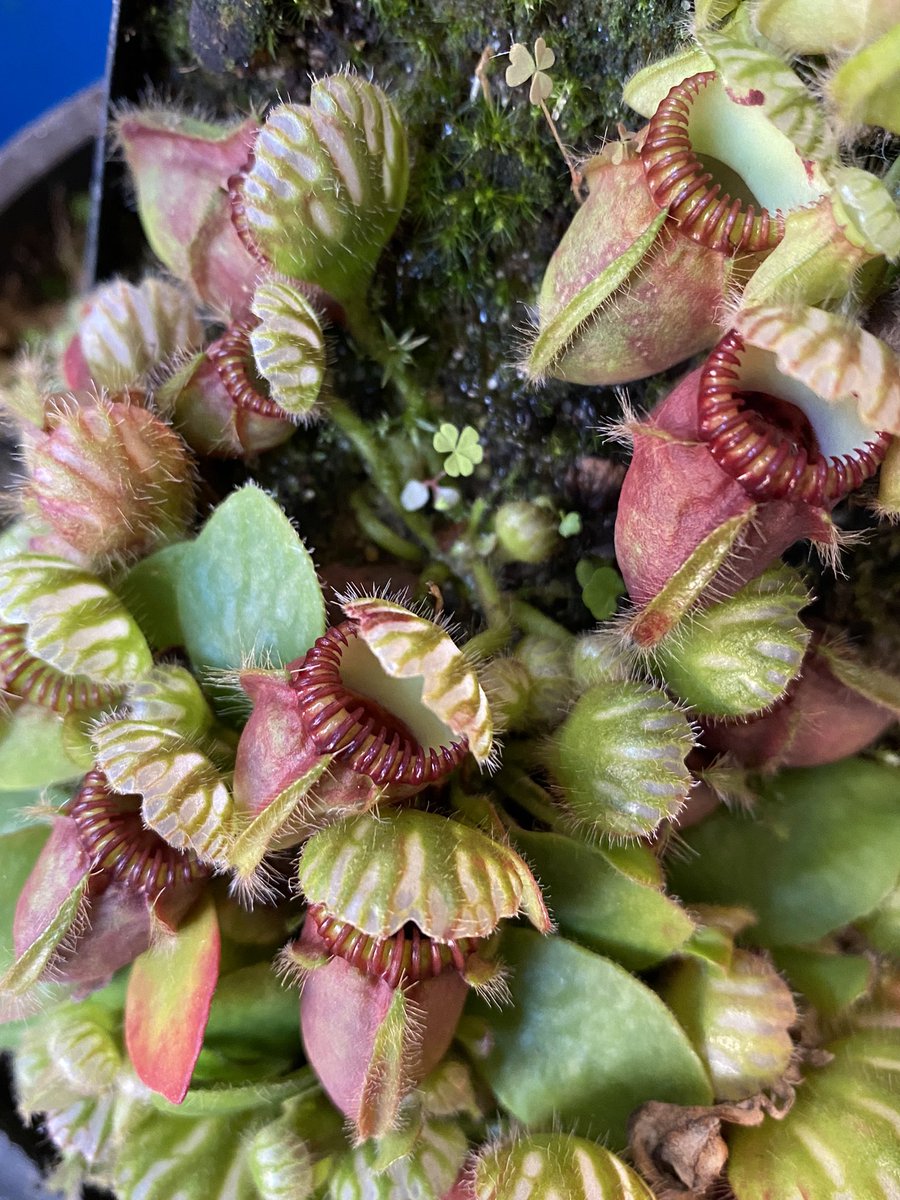 mar_chap's tweet photo. Gracias al @RJBOTANICO y a Gerardo Torres por el taller sobre plantas carnívoras y todos los detalles/curiosidades sobre sarracenias, nepenthes, pinguiculas…. https://t.co/qVij1Ozxnm