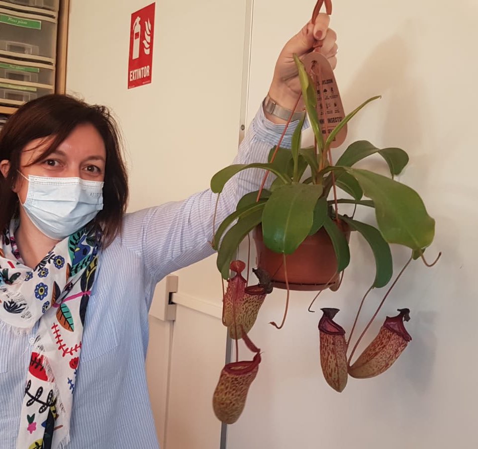 mar_chap's tweet photo. Gracias al @RJBOTANICO y a Gerardo Torres por el taller sobre plantas carnívoras y todos los detalles/curiosidades sobre sarracenias, nepenthes, pinguiculas…. https://t.co/qVij1Ozxnm