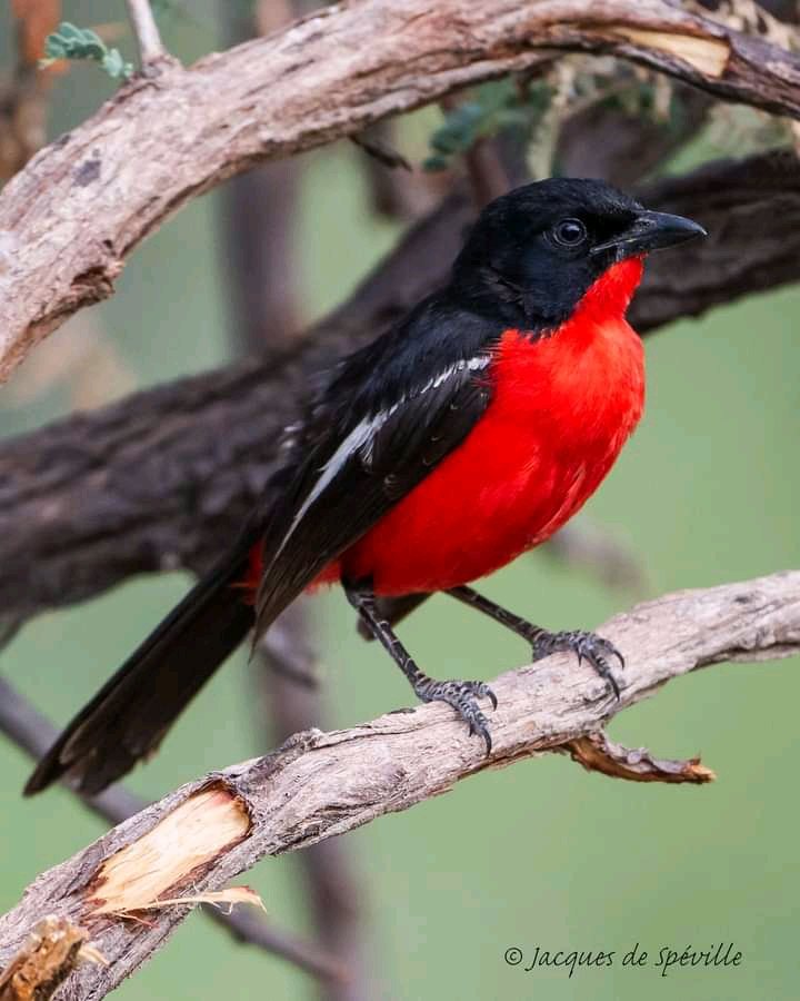 Crimson Breasted Shrike